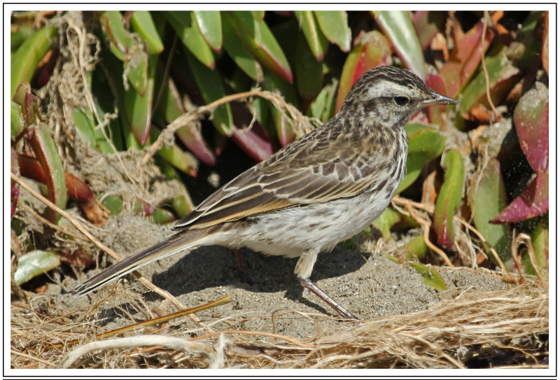 NZ Pipit 19th March 2014