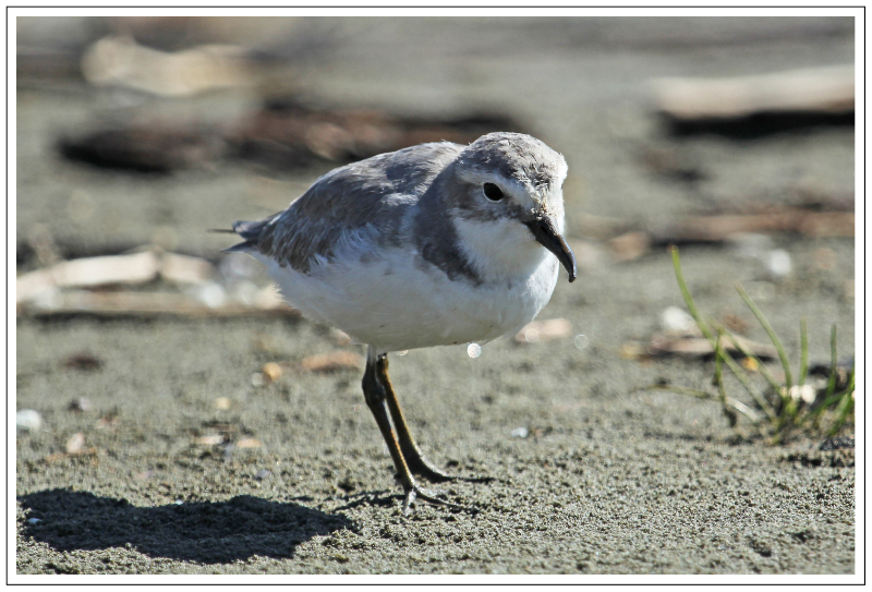 New Zealand Wrybill 7th March 2014